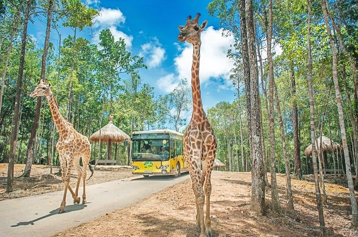 Hươu cao cổ tại Vinpearl Safari Phú Quốc khu tham quan zoo mở