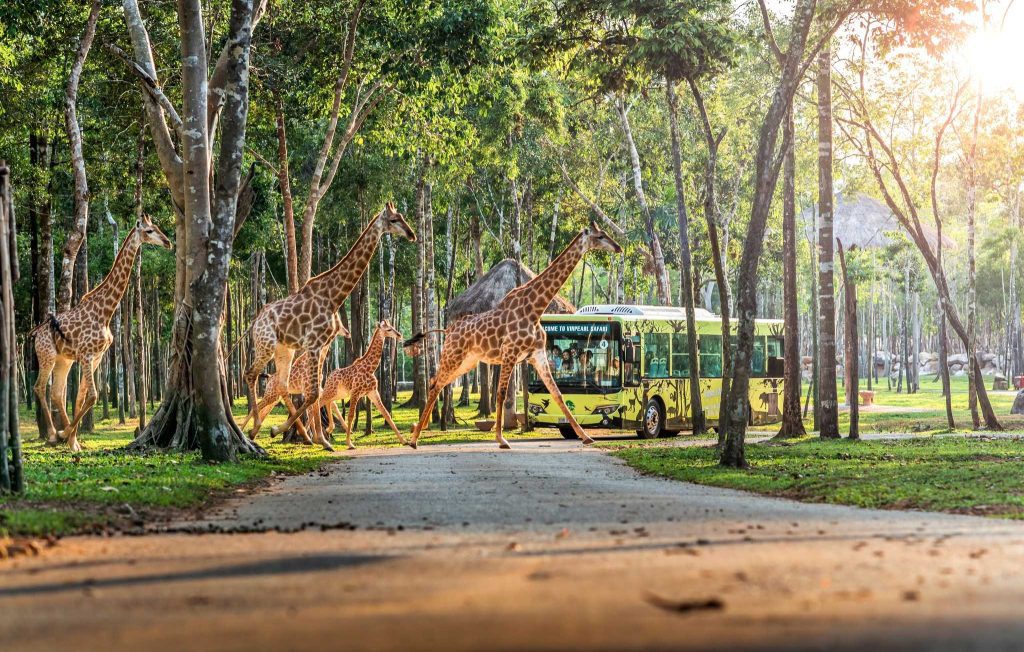 Kinh nghiệm tham quan Vinpearl Safari Phú Quốc công viên động vật hoang dã lớn nhất Việt Nam